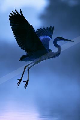 A blue hour wildlife photo of bird, wildlife.