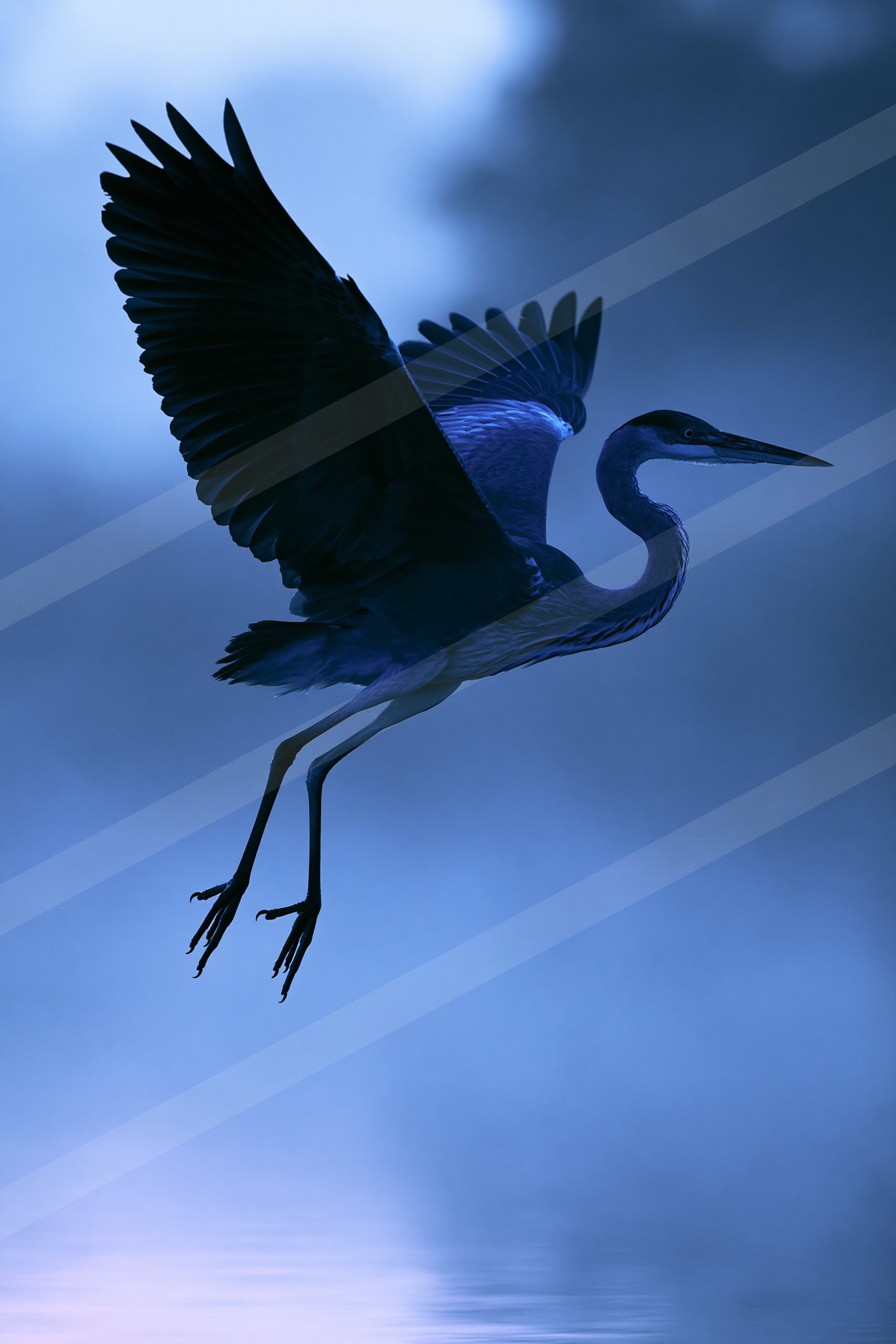 A great blue heron with outstretched wings flies gracefully against a serene twilight sky.