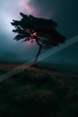 A solitary tree stands on a grassy hill in thick fog, its silhouette backlit by a glowing pink and purple sunset breaking through the clouds.
