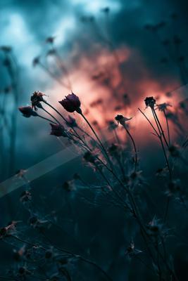 A blue hour bokeh nature scene of flowers.