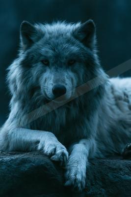 A moody wildlife photo of bear.