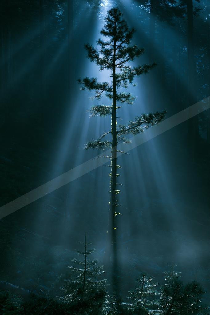 A moody nature scene of trees, forest.