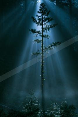 A moody nature scene of trees, forest.