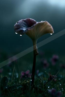 A night still life.