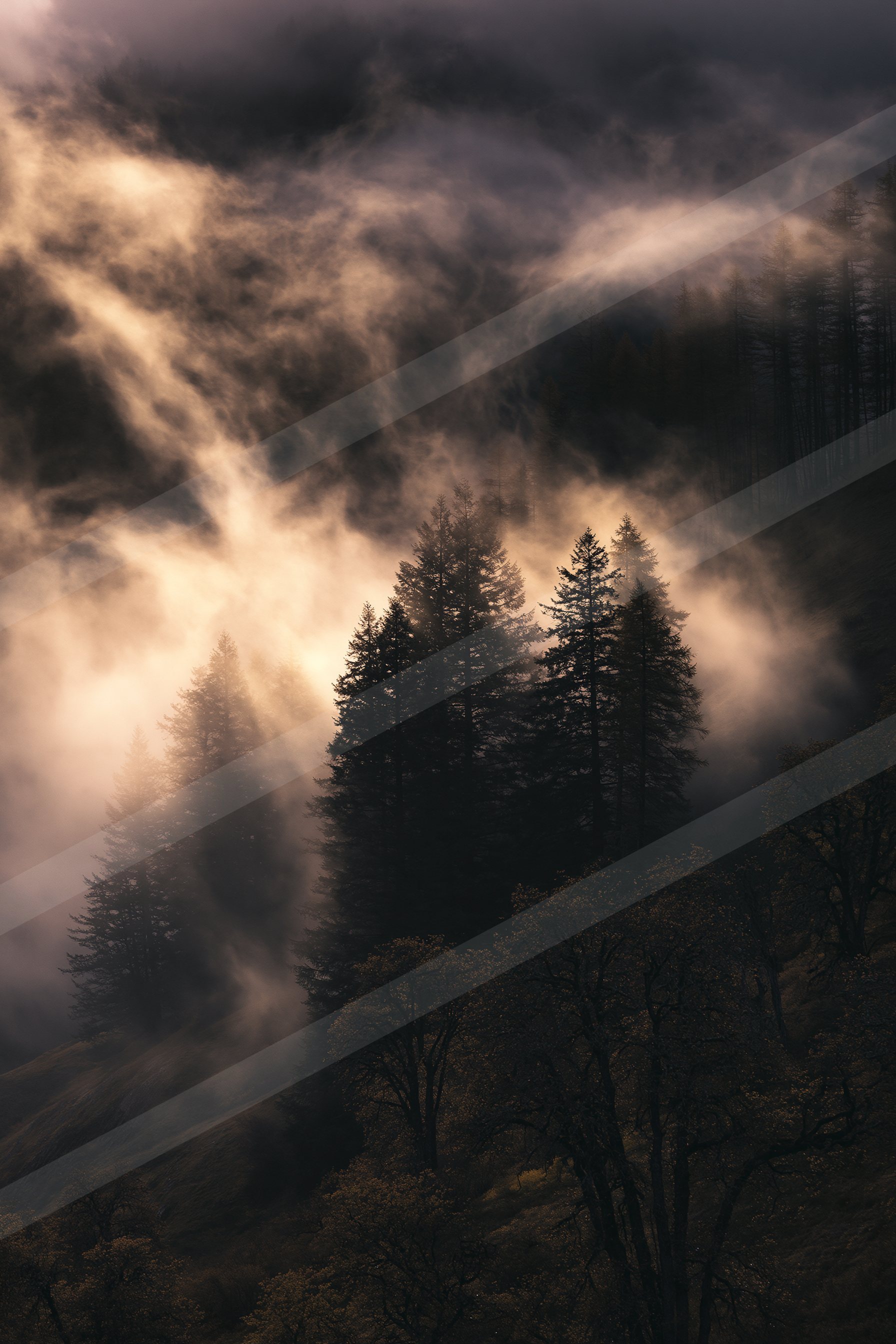 A mysterious double exposure nature scene of a trees, fog.