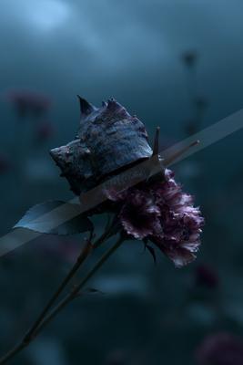 A night macro nature scene of flowers.