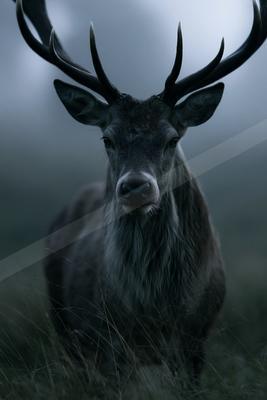 A large male deer with impressive antlers stands in tall grass, looking directly at the camera against a foggy background.