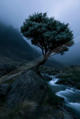 A lone tree stands on a rocky outcrop beside a flowing river in a misty, atmospheric landscape.