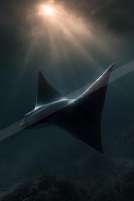 A large manta ray swims gracefully through deep blue water, illuminated by dramatic sunbeams piercing from the surface above a rocky seabed.