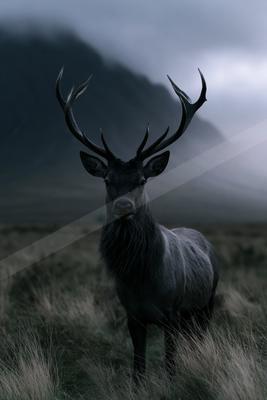 A black-and-white moody wildlife photo of wildlife.