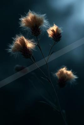 A night macro nature scene of flowers, plants, still life.