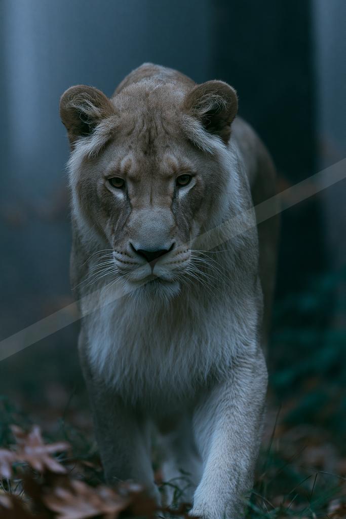 A female lion with light-colored fur walks directly toward the viewer through fallen autumn leaves, captured in a moody, atmospheric portrait.