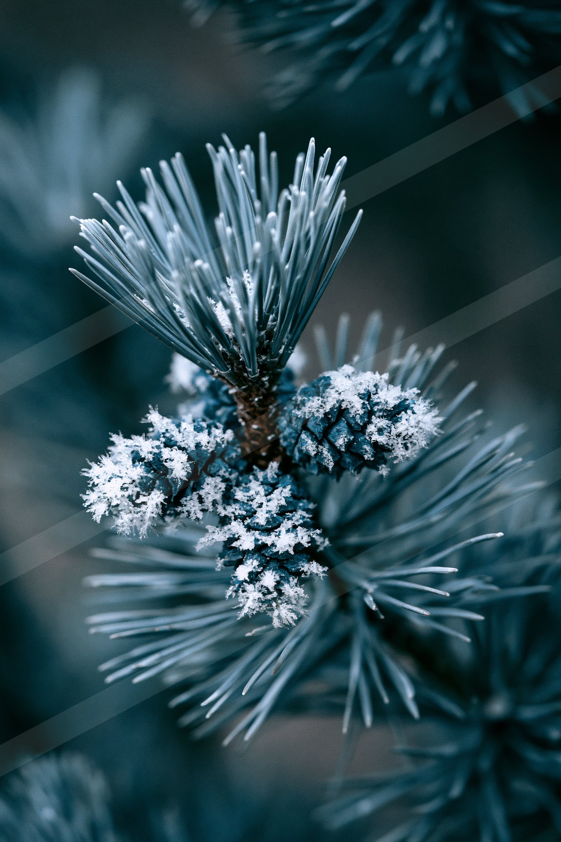A moody macro nature scene of a pine tree, snow.