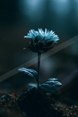 A black-toned moody photograph of pot, daisy, earthstar.