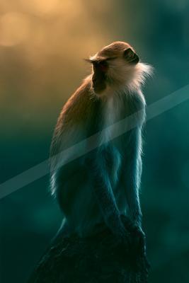 A black-toned moody photograph of guenon, colobus, patas.
