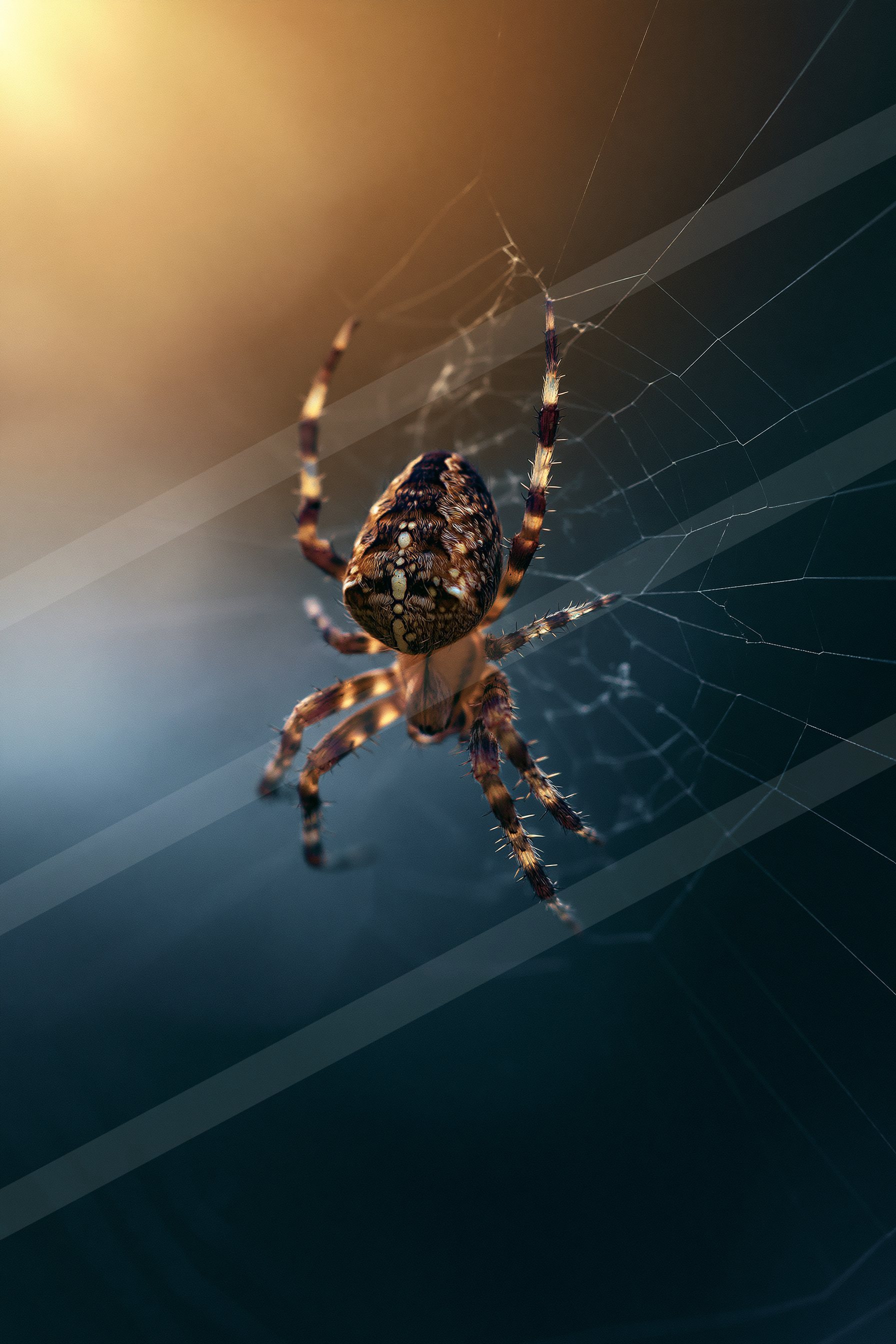Black and gold garden spider.