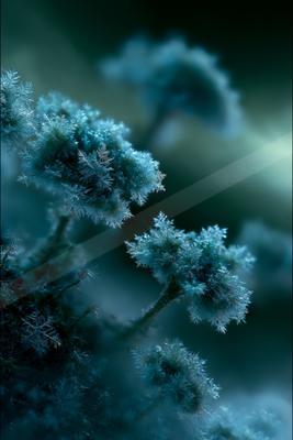 A moody nature scene of flowers, plants.