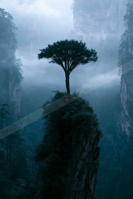 A serene nature scene of trees, fog.