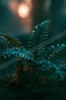 A moody nature scene of plants, forest, river.