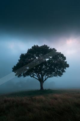 A dramatic nature scene of trees, fog.