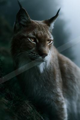 A Eurasian lynx with tufted ears and golden eyes stares intently to the right, positioned in a dark, misty forest environment.