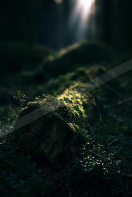 A night nature scene of forest, rocks.