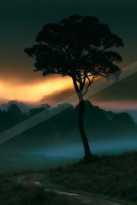 A night nature scene of trees, sunrise, fog.