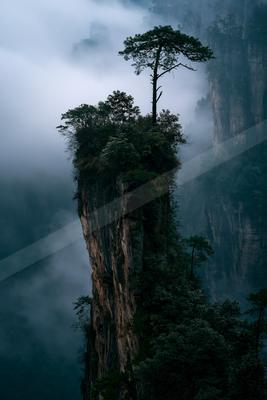 A dramatic nature scene of trees, mountains, valley.