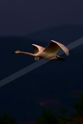 A white swan with black beak and black legs flies gracefully across a dark blue evening sky, wings fully extended.