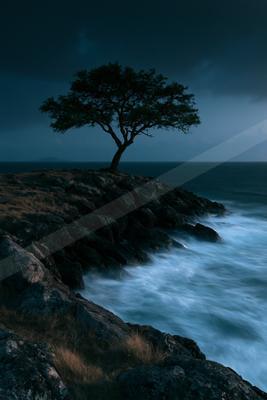 A blue hour long exposure nature scene of trees, ocean.