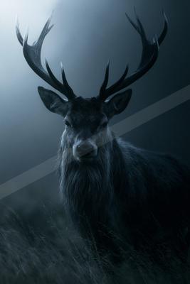 A large dark stag with impressive antlers stands in tall grass, looking directly at the viewer in a foggy, atmospheric setting.