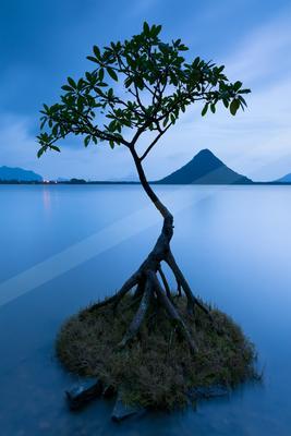 A solitary tree with exposed roots grows on a tiny grassy island in a vast, calm body of blue water, with a large mountain visible in the background under a twi