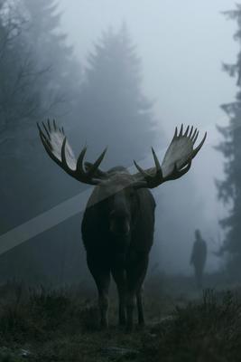 A bright wildlife photo of wildlife, fog.
