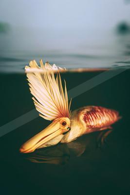 A pelican is captured half-submerged in calm water, its head and large yellow beak above the surface while its body and spread wings are visible underwater, cre