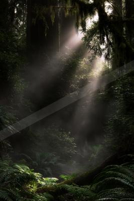 A black-and-white serene nature scene of forest, fog.