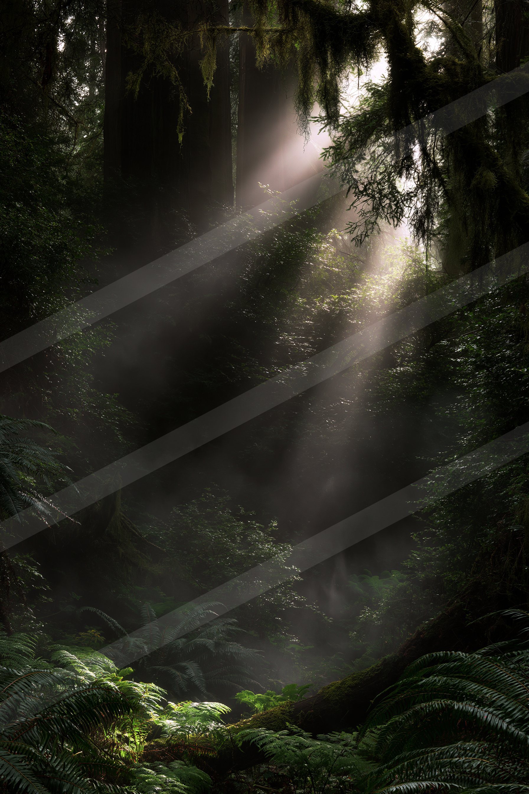 A black-and-white ethereal soft focus nature scene of a forest, fog.