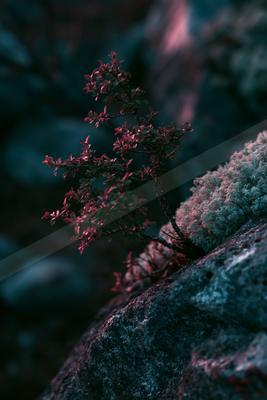 A moody nature scene of plants, trees, forest.