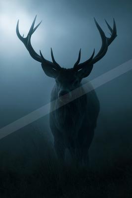 A dramatic wildlife photo of deer, fog.