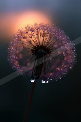 A serene macro nature scene of flowers.