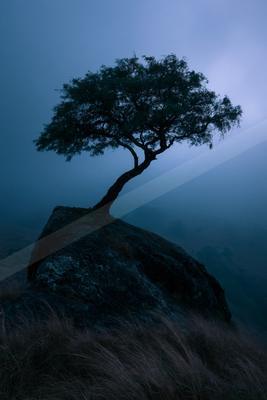 A solitary tree with a twisted trunk grows atop a large dark rock formation, surrounded by tall dry grass and heavy blue mist in a moody landscape.