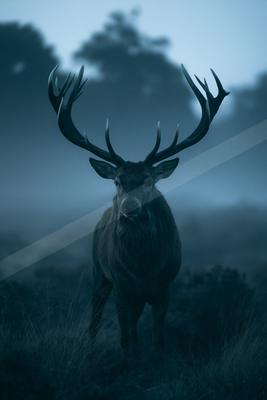 A black-toned moody photograph of hartebeest, gazelle, ibex.