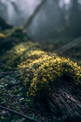 A dramatic bokeh nature scene of forest, trees, plants.