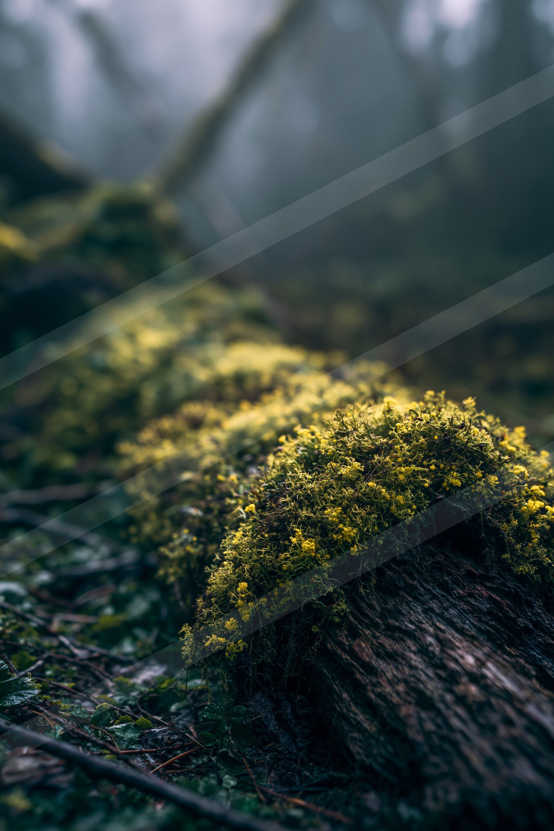 A mysterious soft focus nature scene of a moss, fog.