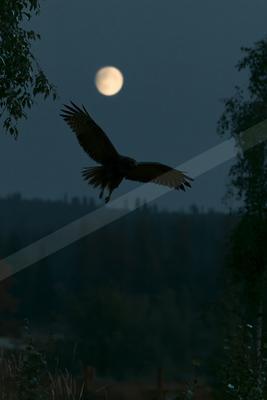 A moody wildlife photo of bird.