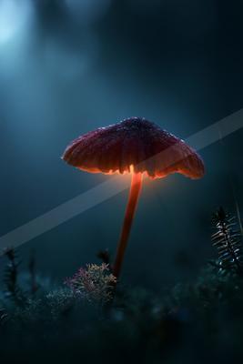 A night still life.