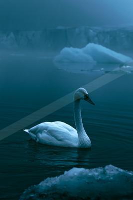 A teal-toned moody photograph of goose, lakeside, crane.