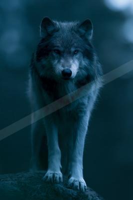 A black-toned moody photograph of timber wolf, white wolf, red wolf.