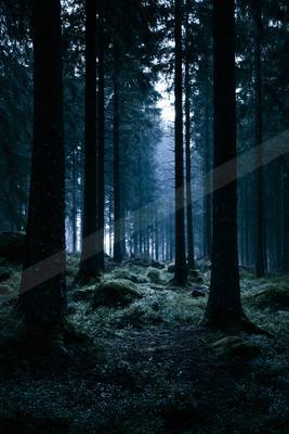A night nature scene of forest, fog.