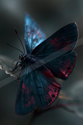 A moody macro wildlife photo of wildlife.