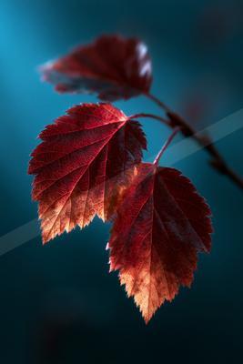 Two vibrant red leaves with detailed veins illuminated by backlighting, attached to a thin branch against a soft blue background.